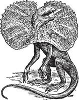 Frilled Lizard, vintage illustration. vector