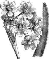 Inflorescence and Portion of Leaf of Narcissus Tazetta vintage illustration. vector