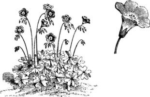 Habit and Detached Flower of Oxalis Tetraphylla vintage illustration. vector