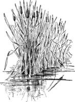 tifa, latifolia, planta, hojas, floración Clásico ilustración. vector