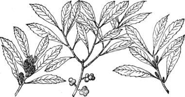 Branch of Wax Myrtle vintage illustration. vector