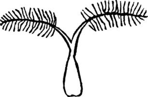 Finger-spiked Wood Grass vintage illustration. vector