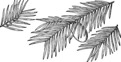 Branch of Stinking Cedar vintage illustration. vector