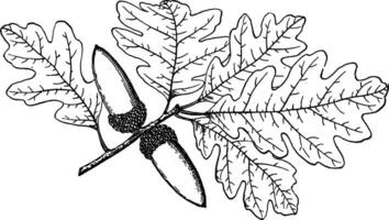 Branch of Valley Oak vintage illustration. vector