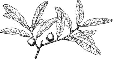 Branch of Quercus Brevifolia vintage illustration. vector