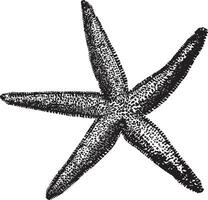 Common Starfish, vintage illustration. vector