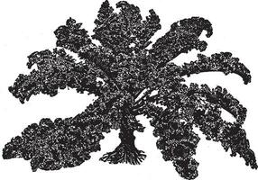 Curled Kale vintage illustration. vector