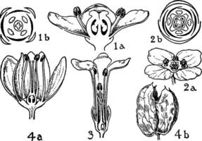 Orders of Aquifoliaceae, Celastraceae, Stackhousiaceae, and Staphyleaceae vintage illustration. vector