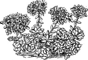 spathulifolium seducir Clásico ilustración. vector