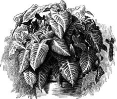 Xanthosoma Lindenii vintage illustration. vector