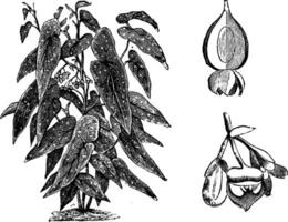 Habit, Capsule, and Flower of Begonia Maculata vintage illustration. vector