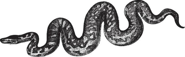 Boa constrictor, vintage illustration. vector