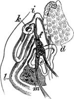 reproductivo órganos de trematoide gusano, Clásico ilustración. vector