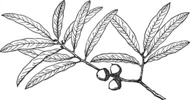 Branch of Willow Oak vintage illustration. vector