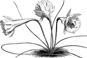 Narcissus Bulbocodium Monophyllus vintage illustration. vector