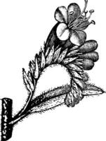 Viper's Bugloss Inflorescence vintage illustration. vector