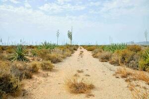 a dirt road in the desert with cactus plants photo
