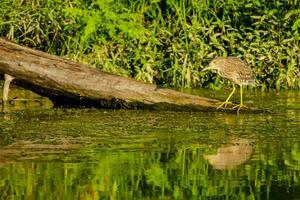 a bird standing on a log in the water photo