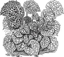 Begonia Rajah vintage illustration. vector