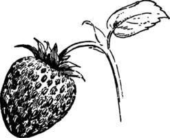 Strawberry vintage illustration. vector
