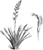 Common New Zealand Flax vintage illustration. vector