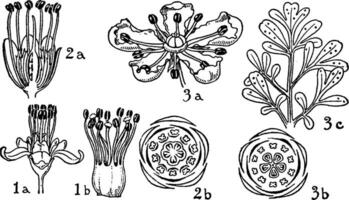 Orders of Erythroxylaceae, Zygophyllaceae, and Rutaceae vintage illustration. vector