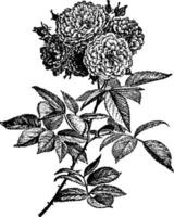 Multiflora Rose vintage illustration. vector