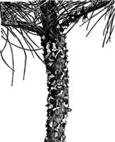 White Pine Tree Stem with Fungus vintage illustration. vector