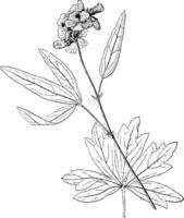 Sidalcea Candida vintage illustration. vector