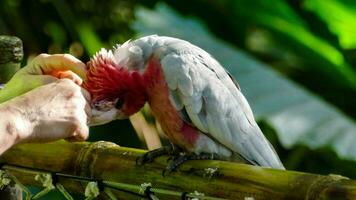 a person feeding a parrot on a bamboo stick photo