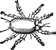 Cheese mite, vintage illustration. vector