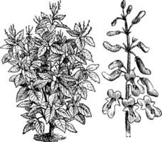 Plectranthus Fruticocus vintage illustration. vector