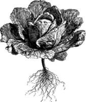 Oxheart Cabbage vintage illustration. vector