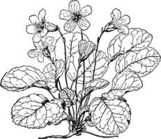 Shortia Galacifolia vintage illustration. vector