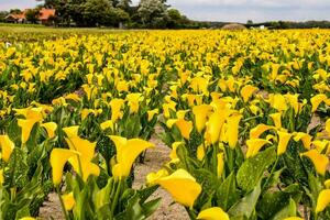a field of yellow lilies photo