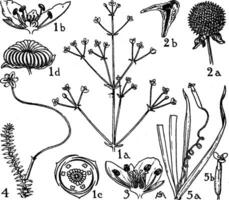 Alismaceae, Butomaceae, and Hydrocharitaceae Orders vintage illustration. vector