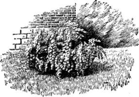 Vanhouttei Spiraea vintage illustration. vector