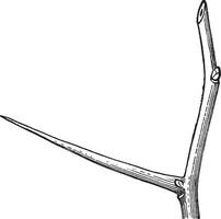 espolón de gallo espina Clásico ilustración. vector