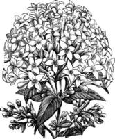 Bouvardia, flower, branch, shrub, bud, leaves vintage illustration. vector