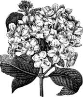 Flowering Branch of Luculia Pinceana vintage illustration. vector