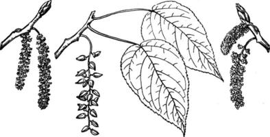 Branch of Ontario Balsam Poplar vintage illustration. vector