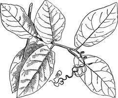 Normal Leaf of Cobaea Scandens vintage illustration. vector