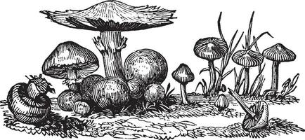 Fungi vintage illustration. vector