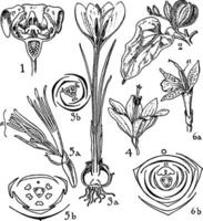 Taccaceae, Dioscoreaceae, Iridaceae, Musaceae, and Zingiberaceae Orders vintage illustration. vector