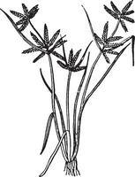 Cyperus vintage illustration. vector