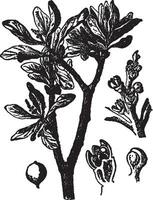 Loranthus Europaes vintage illustration. vector