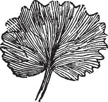 Leaf vintage illustration. vector