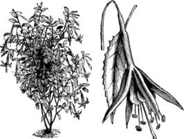 Habit, Detached Single Flower, and Leaf of Fuchsia Macrostema Gracilis vintage illustration. vector