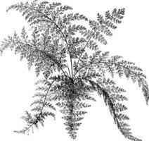 Gymnogramme Schizophylla vintage illustration. vector