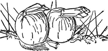 Cephalocereus Fruit vintage illustration. vector